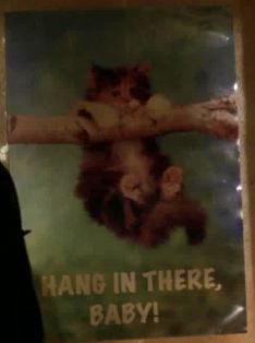 Hang in there kitten