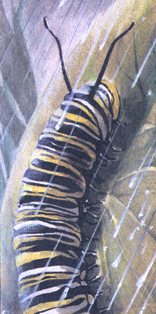caterpillar